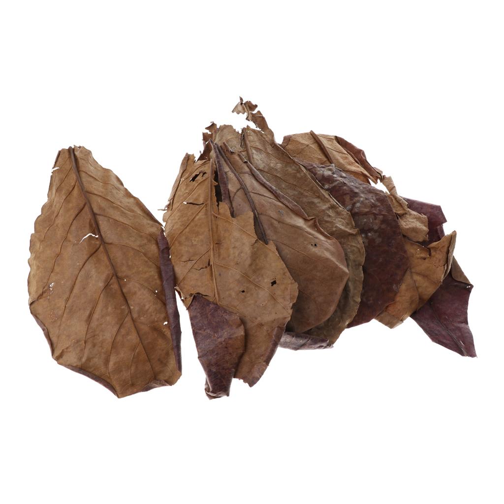 Betta Fish Tank - Fish Aquariums Indian Almond Leaves Brown