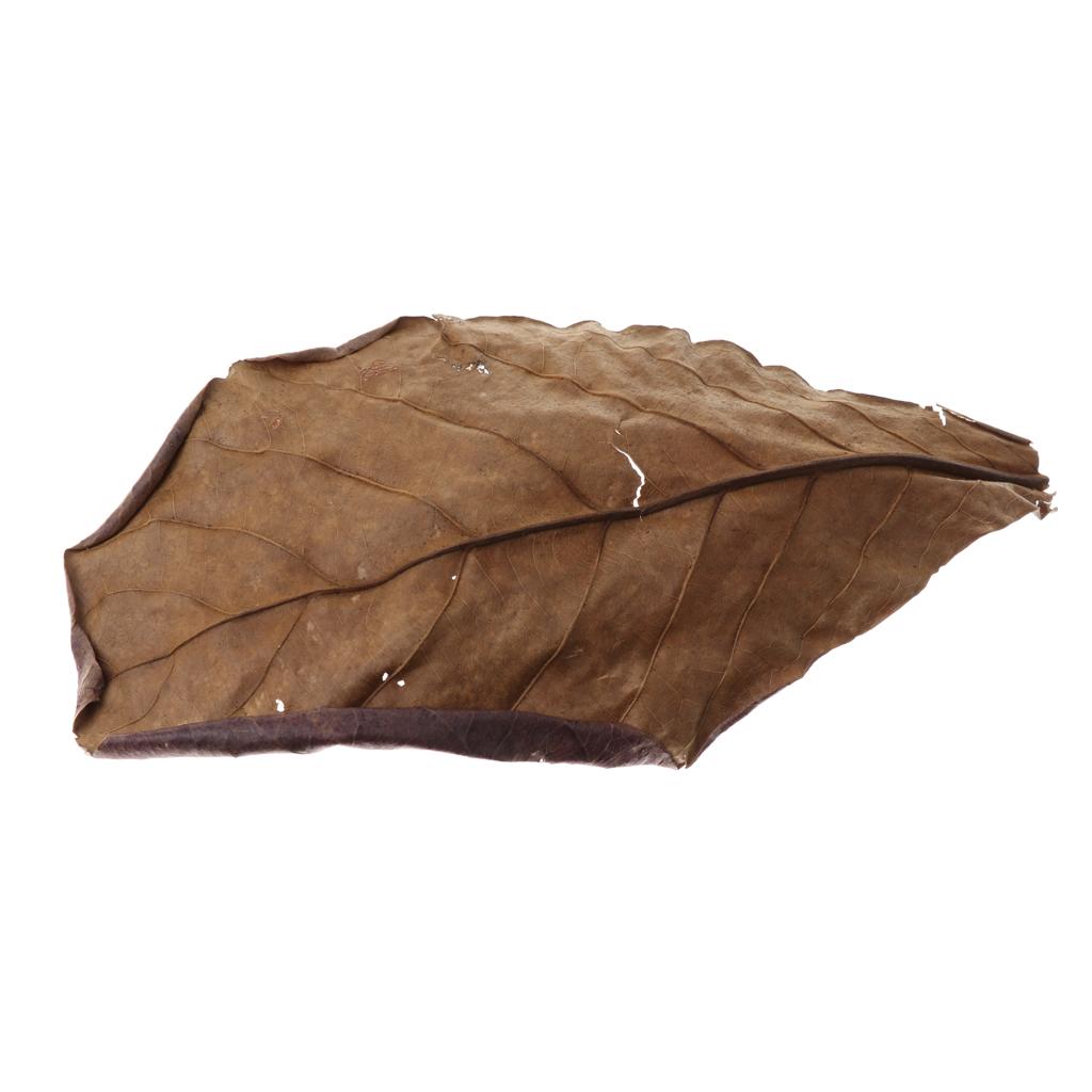 Fish Aquariums Indian Almond L - огляд і ціна Betta Fish Tank